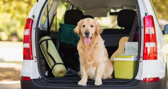 atu tipps für hundefreunde