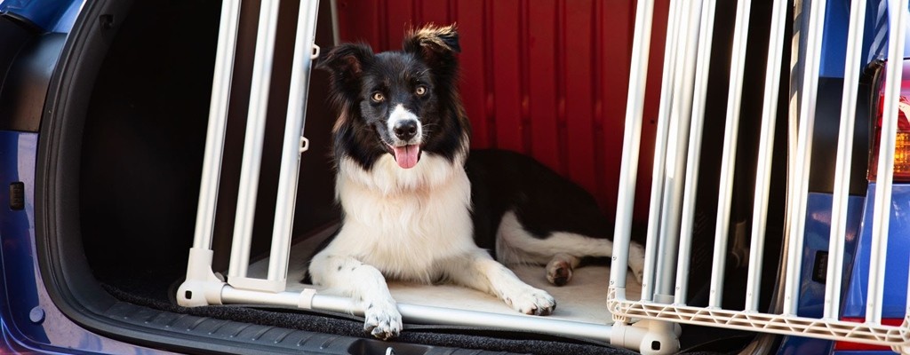 Autofahren mit Hund stressfrei gestalten